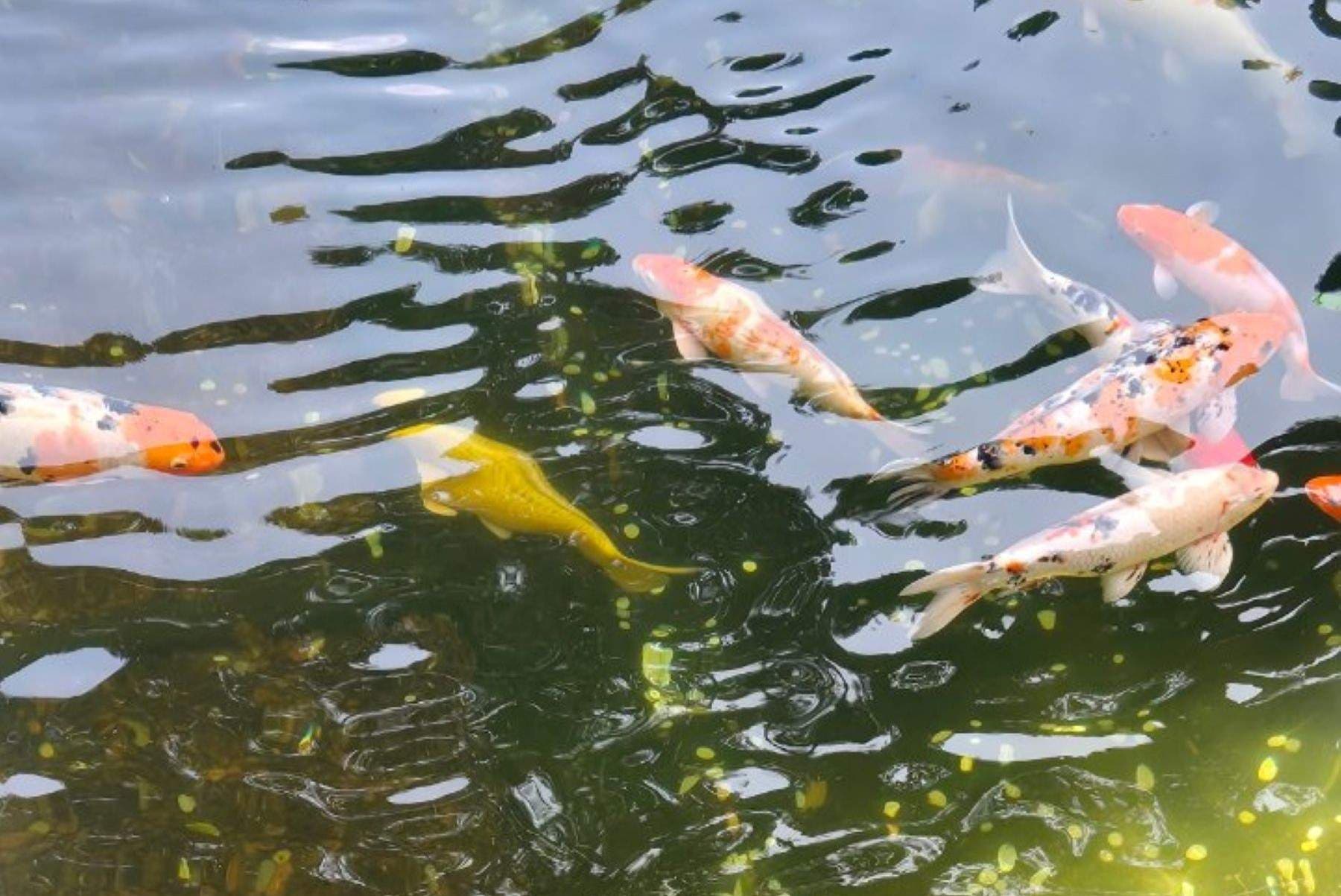 上海
